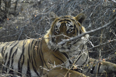 Tigres Bengala en India © Mariano Alfaro