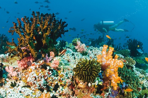 Bucear en Maldivas © Baros Maldives
