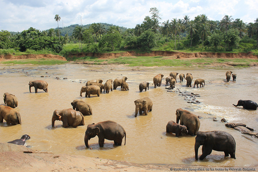 Experiencias - elefantes en Sri Lanka © Sociedad Geográfica de las Indias by Patrycja Zbierska
